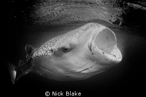 Taken in the same set of frames as a colour version I ent... by Nick Blake 